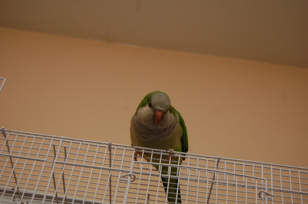 Creation of Bird's Eye view: Step 3